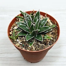 Succulent - Agave Victoriae Reginae - Live Plant In 4" Pot