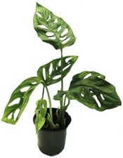 Monstera Adansoni laniata Swiss Cheese Plant Friedrichsthalii Philodendron 4"Pot