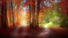 Landscape forest trees dirt road red leaves fall Custom Gaming Mat Desk