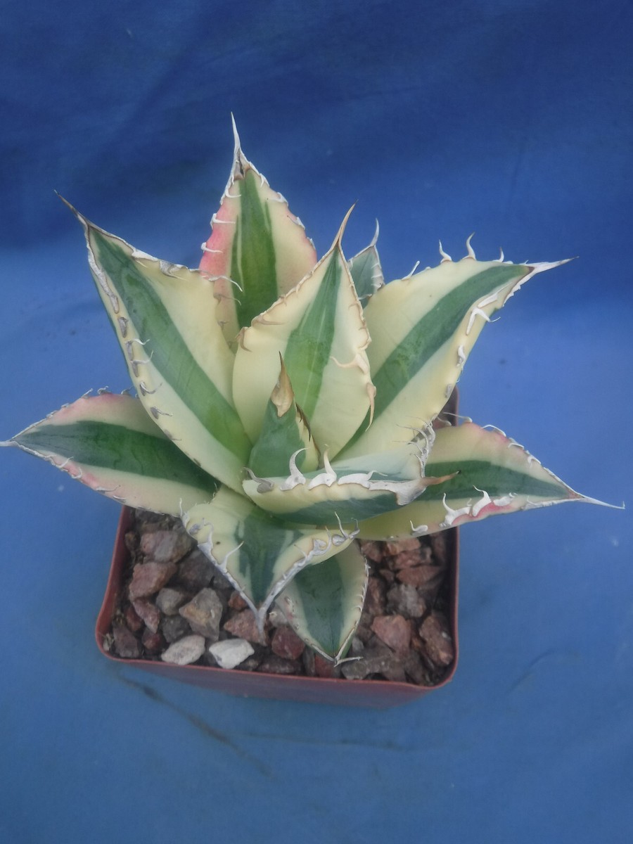Agave titanota 