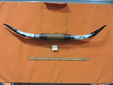 MOUNTED STEER BULL  HORNS  5' 1" tip to tip #404 BULL HORN LONGHORN