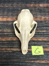 Real Grey Fox Unique Animal Mount Halloween Skull Art Craft Mountain Man Canine