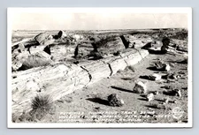 FRASHERS RPPC Petrified Conifer Trees Petrified Forest Natl Monument AZ Postcard