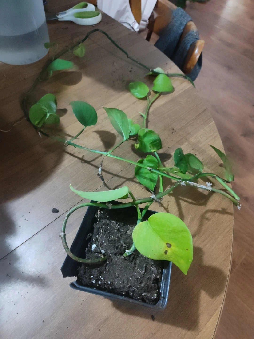 Beautiful Global green Pothos - Around Six Feet Long - Free Shipping!
Opens in a new window or tab