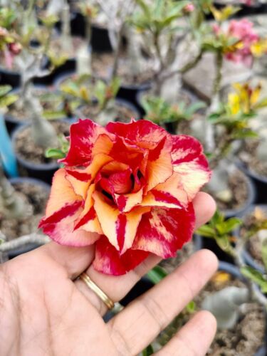 Adenium Obesum Desert Rose "204" Grafted Plant phyto- Certificate - Picture 1 of 2
