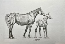 Original Drawing Art Pencil sketch arabian horse mare and foal 8”x10