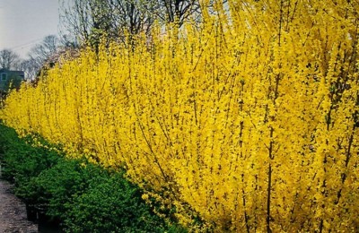 Forsythia Lynwood Gold-