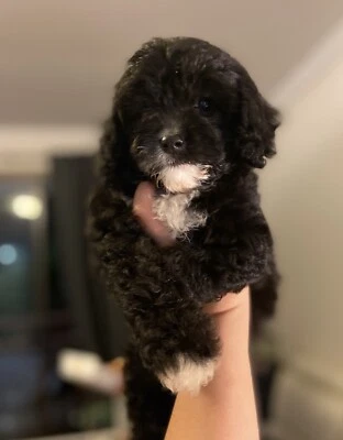 portuguese water dog gumtree