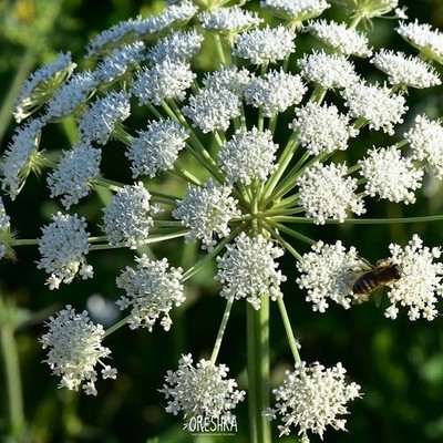 Angelica sylvestris 50 frische Samen. Wilde Engelwurz Kräuter Samen aus dem Uralgebirge