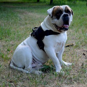 large american bulldog