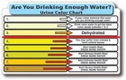 URINE COLOR CHART HYDRATION HIGH QUALITY WATERPROOF GLOSS UV DECAL STICKER