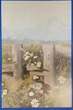Postcard Painting Field Daisies Fencepost Mountains Harlequin 2004 Collection