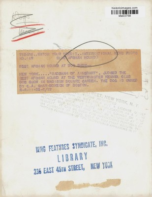 1935 Press Photo Best Afghan Hound Badshah of Ainsdart at New York Dog Show