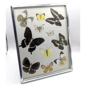 Butterflies Vintage | eBay