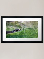 OUT FOR A SWIM Framed Art Print Framed Wall Art Poster Canvas Print Picture