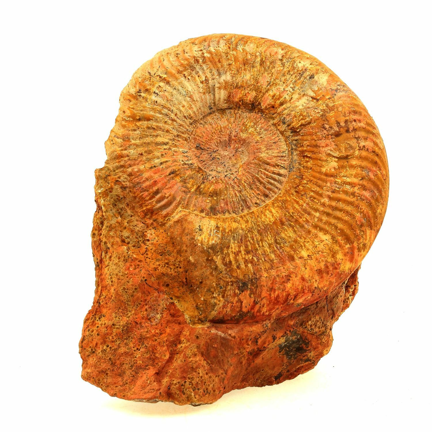 Fossile Pseudogrammoceras Fallaciosum. 3766.0 Ct. (10 CM) Belmont-Recensioni, R
