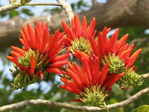 Erythrina arborescens | Árbol de coral | 5_Semillas Foto 3 de 4