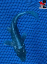 5" DOITSU OCHIBA Live Koi Fish Garden Pond 10/23