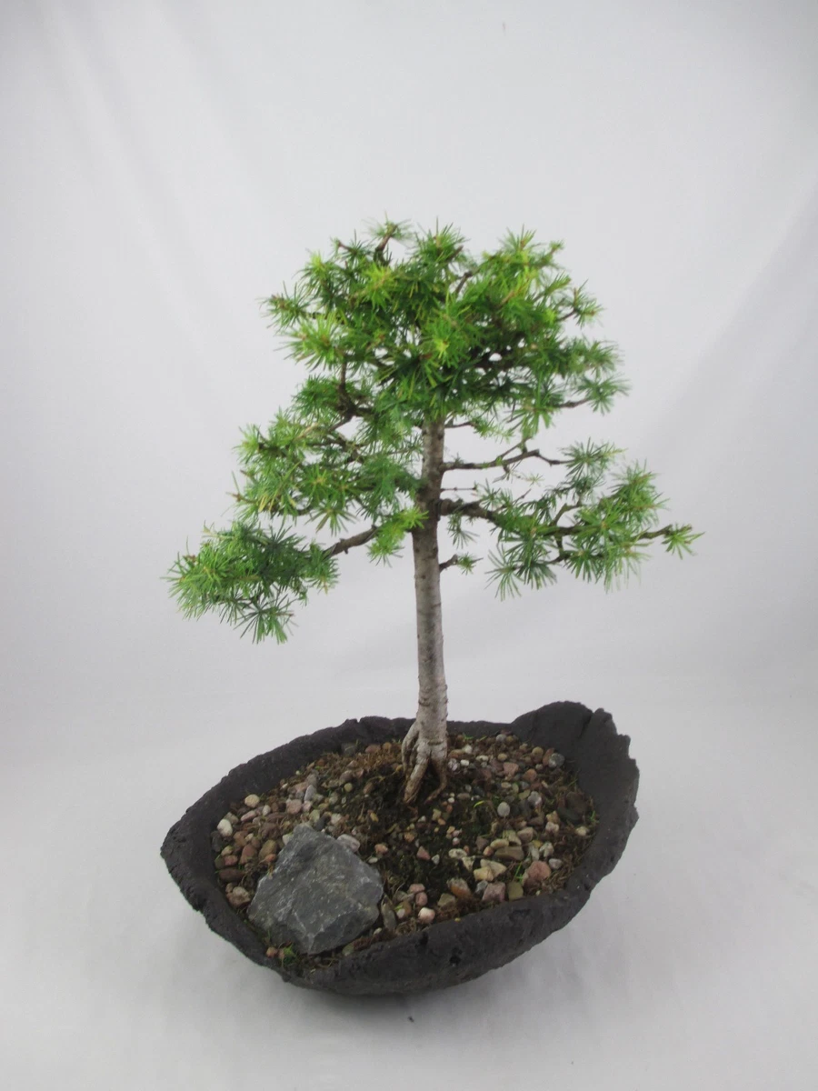 dracena dragon Dracaena Warneckii, Lemon Lime Dragon Tree main image 1