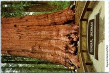 General Sherman Tree - Sequoia National Park - Tulare County, California