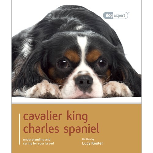 Cavalier King Charles Spaniel - Dog Expert