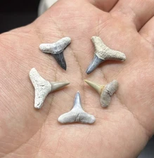 Lemon Shark Tooth Fossil – Bone Valley Florida | Beautiful Specimen - Great Gift