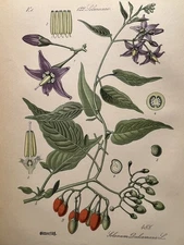 Antique Illustration Bittersweet Dulcamara Plant Botanica Flower Plant Book