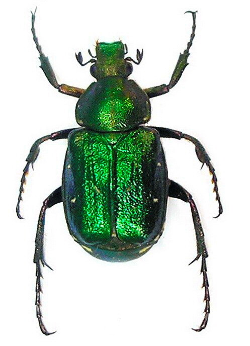 China Yunnan Cetoniinae s.p 23mm 標本 China Yunnan Cetoniinae s.p