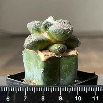 31-1161 Cactus lloydii (Grafted)