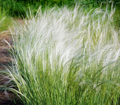 #ad #ad MEXICAN FEATHER GRASS 153 SEEDS STIPA TENUISSMA HARDY ORNAMENTAL GRASS USA SEL $3.99
