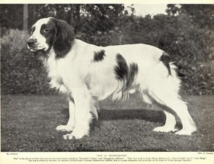 1930s Antique Welsh Springer Spaniel Print Pat of Merrymount Springer 3523-Q