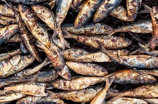 Dried Smoked Anchovies/ Herrings / Amane / sourced directly 