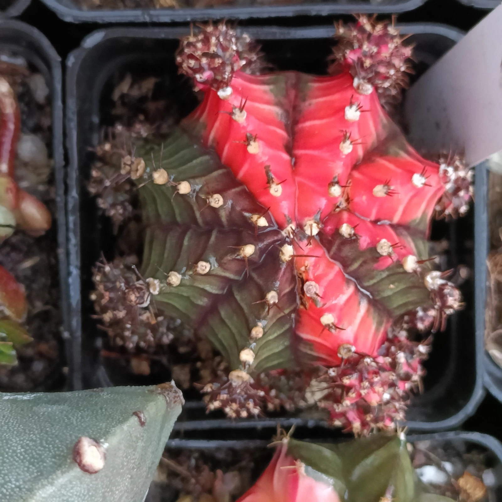 Cactus Variegated red colour beautiful Succulent plant
Opens in a new window or tab