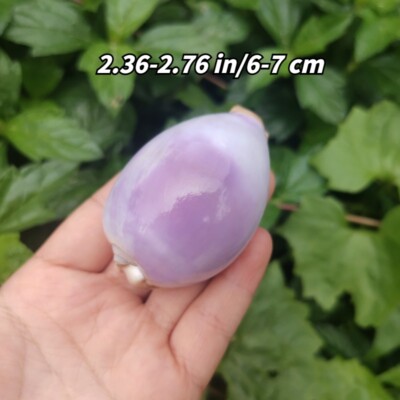 1pc 6-7.5CM Natural Sea Snail Purple White Seashell Specimen Collectible Decor