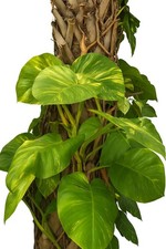 Gold Pothos Hawaiian GIANT 3 Single Leaf Node Cutting With Roots Fresh