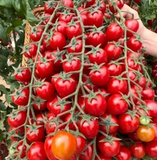 120+ WATERFALL TOMATOES SEEDS - SWEET - HIGH YIELD - HEIRLOOM - ORGANIC --- RARE