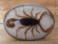 Hecho Mexico Real Scorpion Vintage Western Belt Buckle RODEO MEN WHITE METAL COW