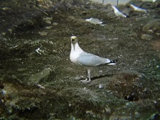 ANTIQUE REAL PHOTOGRAPH PHOTO ANIMAL BIRD MAGIC LANTERN SLIDE HERRING GULL