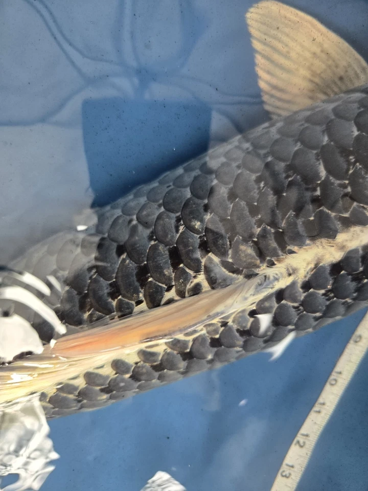 26 In Gin Matsuba Live Koi Fish - Image 2 of 4