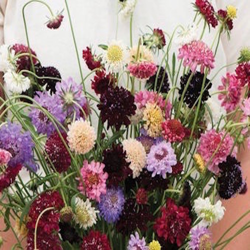 Fresh Pincushion Flower Mix 100 semi Scabiosa atropurpurea Fresh Pincushion Flower Mix 100 semi Scabiosa atropurpurea