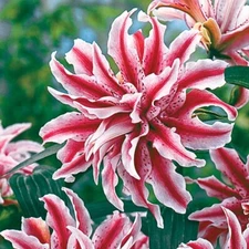 2 - MAGIC STAR Double Oriental Lily Flower Bulbs - Perennial Eye Catching Blooms