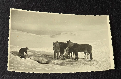 WEHRMACHT w HORSES ICE FISHING?? WW2 WWII German Military Wartime Photo