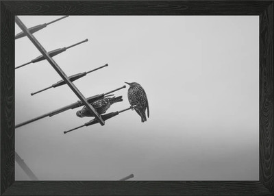 Common Starling Framed Wall Art Poster Canvas Print Picture