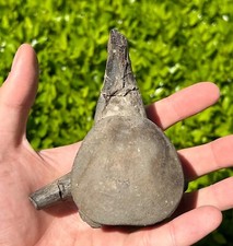 NICE Texas Fossil Mosasaur Vertebrae Texas Ozan Formation Dinosaur Bones