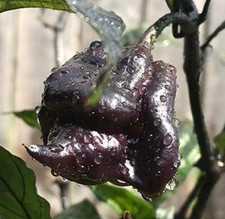 Purple Carolina Reaper HP22B Pepper Premium Seed Packet
