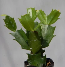 Christmas Cactus/Thanksgiving Cactus STARTER Plant~Schlumbergera Truncata~Set #2