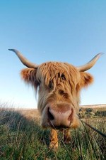 Highland cow photo canvas, Highland cow, Wildlife cow canvas, Highland cow wall