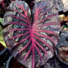 Colocasia Live Bulb Pink Dragon Tuber New Hybrid Free Phytosanitary Certificate