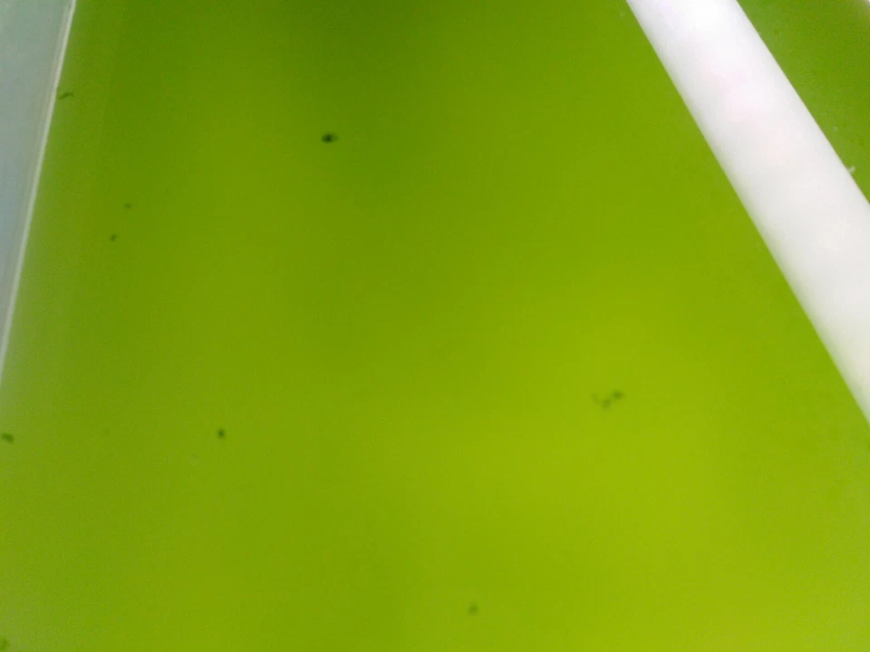 Chlorella vulgaris, Zuchtansat z+ ANLEITUNG. Futter f. Daphnia, etc. 2,4Liter! - Bild 3 von 4