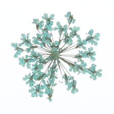 24Pcs Dried Pressed Flowers Lace Flowers for DIY Making Light Blue